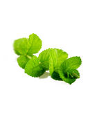 Peppermint Óleo Essencial - Mentha Piperita (Hortelã-pimenta)