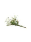 dōTERRA Melaleuca Touch Óleo Essencial