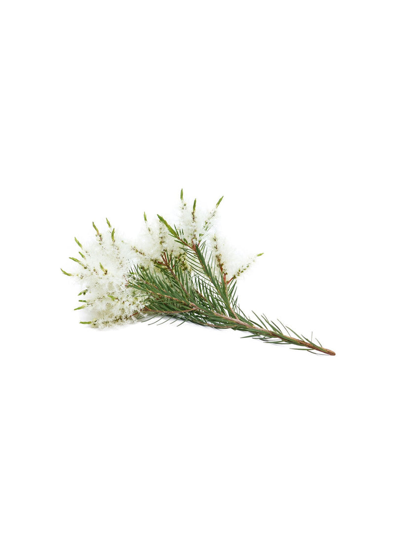 dōTERRA Melaleuca Touch Óleo Essencial